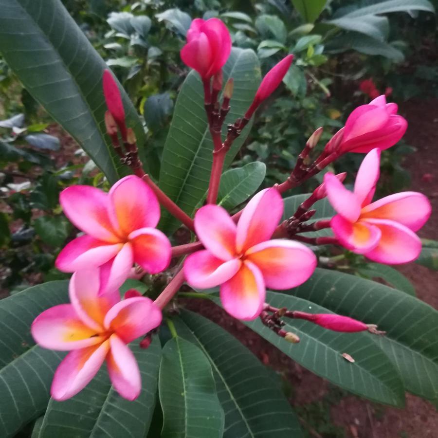 Sukriti Beach Resort Варкала Экстерьер фото